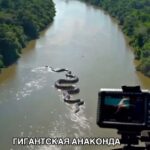 Во время экспедиции по тропикам Бразилии исследователи с вертолета засняли громадную анаконду, явно достигающую рекордны…