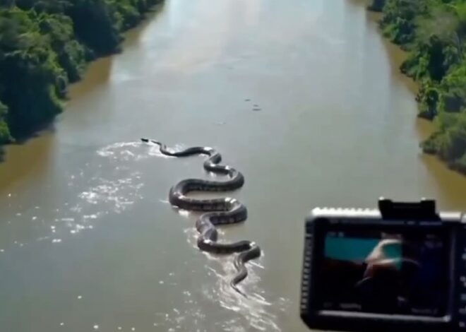Во время экспедиции по тропикам Бразилии исследователи с вертолета засняли громадную анаконду, явно достигающую рекордны…