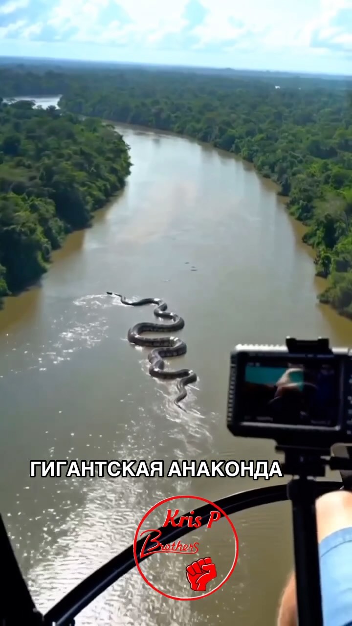 Во время экспедиции по тропикам Бразилии исследователи с вертолета засняли громадную анаконду, явно достигающую рекордны…
