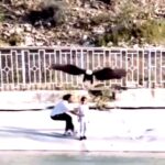 В Иране белоголовый орлан чуть не унес маленькую девочку: «В парке дикой природы турист снимал на видео огромную хищную …