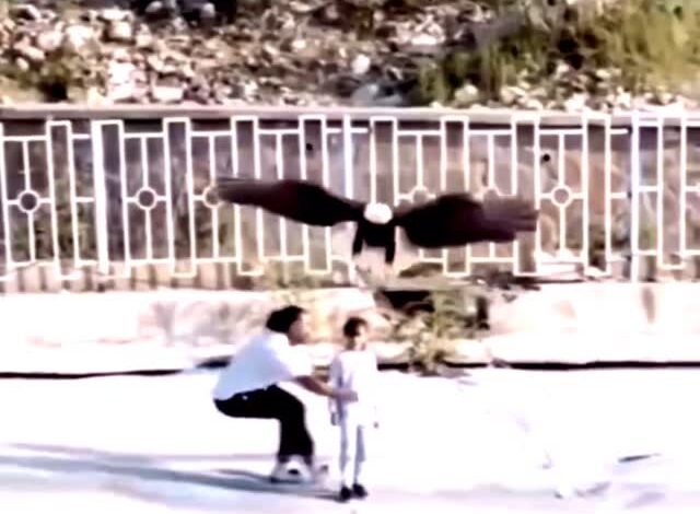 В Иране белоголовый орлан чуть не унес маленькую девочку: «В парке дикой природы турист снимал на видео огромную хищную …