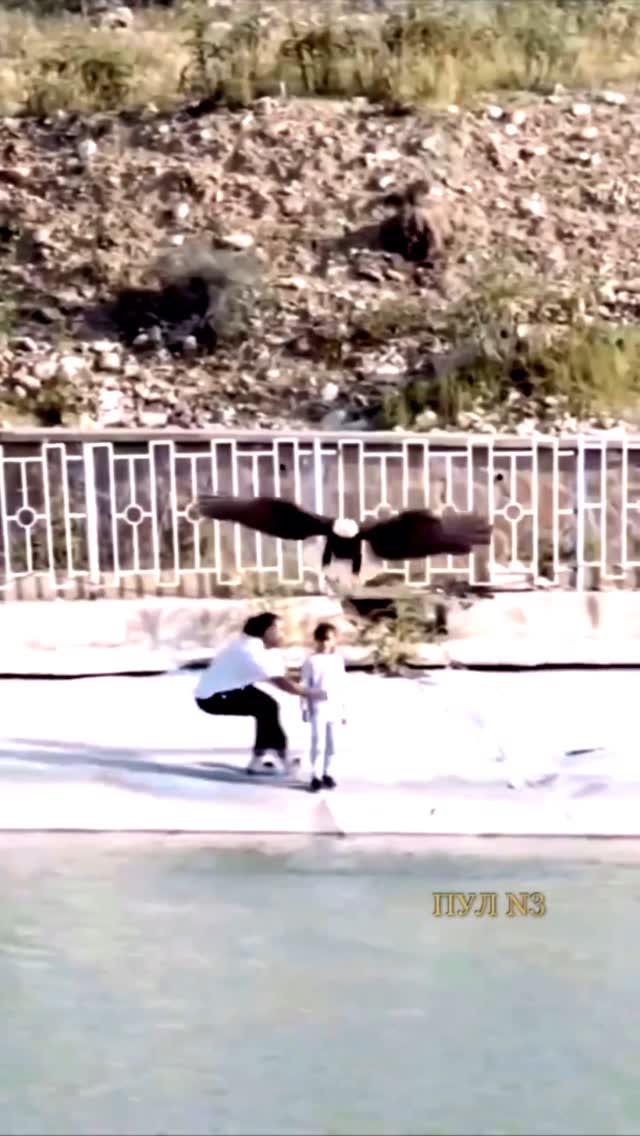 В Иране белоголовый орлан чуть не унес маленькую девочку: «В парке дикой природы турист снимал на видео огромную хищную …