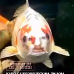 Карп с человеческим лицом был обнаружен в Британии. Рыбу зовут Боб, и пятна на его голове сильно напоминают человеческое…