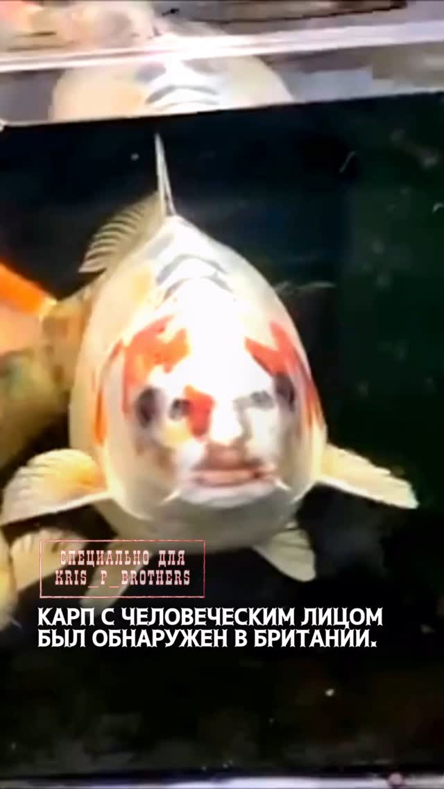 Карп с человеческим лицом был обнаружен в Британии. Рыбу зовут Боб, и пятна на его голове сильно напоминают человеческое…