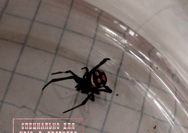 Я живу в Алматы. Сегодня обнаружили на своём крыльце паука каракурта. Может дадите информацию о том как защитить свой до…