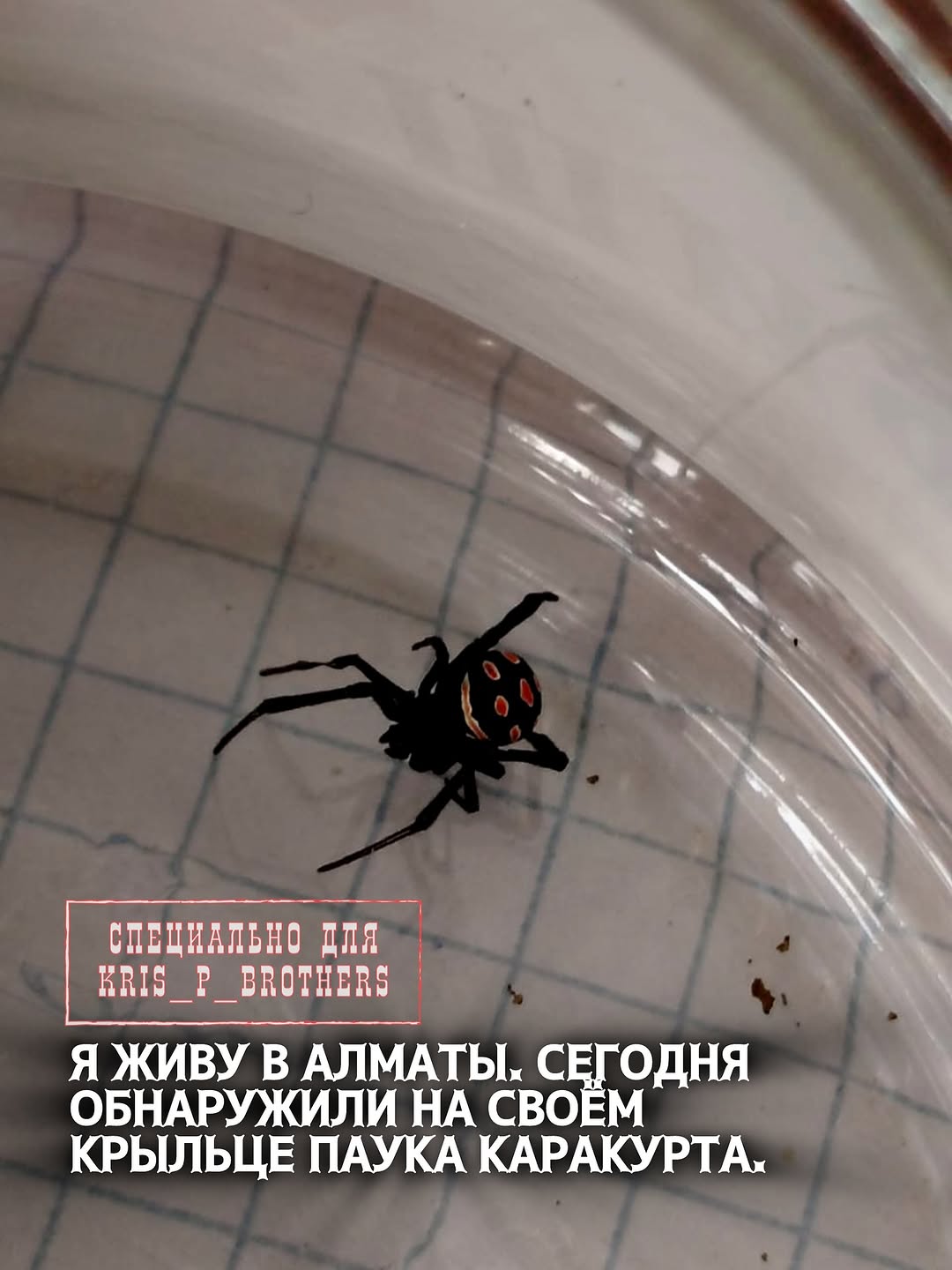 Я живу в Алматы. Сегодня обнаружили на своём крыльце паука каракурта. Может дадите информацию о том как защитить свой до…