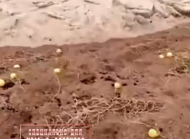 В Ираке засняли поразительное зрелище — тонны песка, движущиеся словно мощный поток воды! 😲 Многие подумали, что это фе…