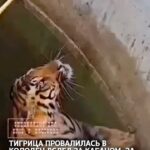 Тигрица провалилась в колодец вслед за кабаном, за которым она охотилась, Индия Очевидцы сообщили о произошедшем сотрудн…
