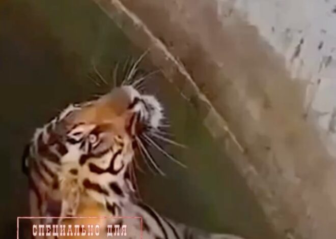 Тигрица провалилась в колодец вслед за кабаном, за которым она охотилась, Индия Очевидцы сообщили о произошедшем сотрудн…