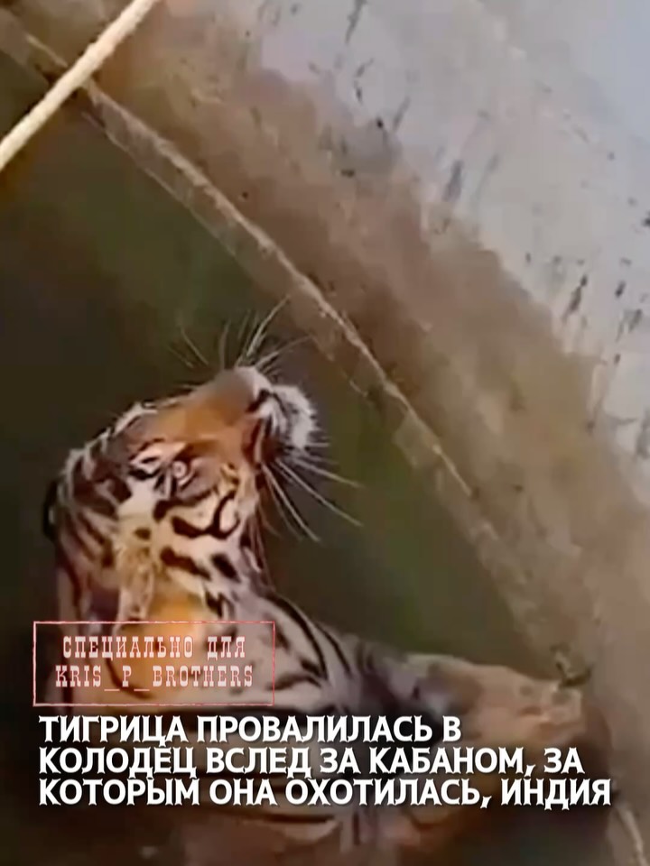 Тигрица провалилась в колодец вслед за кабаном, за которым она охотилась, Индия Очевидцы сообщили о произошедшем сотрудн…
