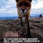 На Сахалине мужик дразнил лису «вкусным» телефоном и поплатился. «Колобок»: наши дни.🥹 Смешной случай?