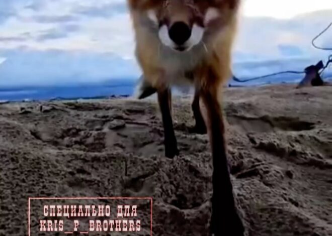 На Сахалине мужик дразнил лису «вкусным» телефоном и поплатился. «Колобок»: наши дни.🥹 Смешной случай?