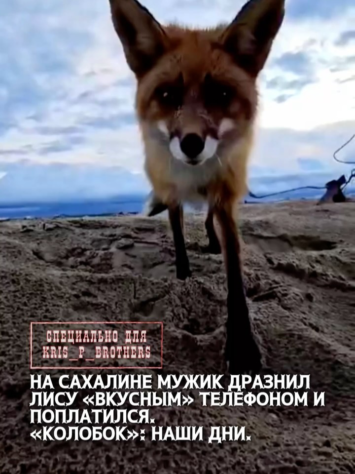 На Сахалине мужик дразнил лису «вкусным» телефоном и поплатился. «Колобок»: наши дни.🥹 Смешной случай?
