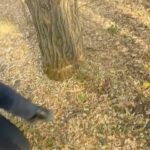 Государственный региональный природный парк «Медеу» Управления экологии и окружающей среды города Алматы сообщает, что в…