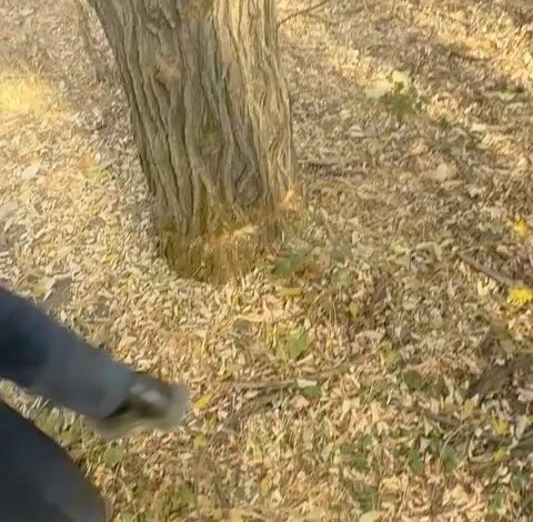 Государственный региональный природный парк «Медеу» Управления экологии и окружающей среды города Алматы сообщает, что в…