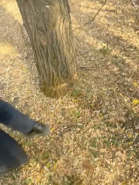 Государственный региональный природный парк «Медеу» Управления экологии и окружающей среды города Алматы сообщает, что в…