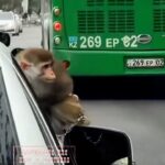 Добрый день, можете пожалуйста, выложить этот «цирк на колёсах»! Надеюсь у них можно забрать животное, чтобы они не подв…