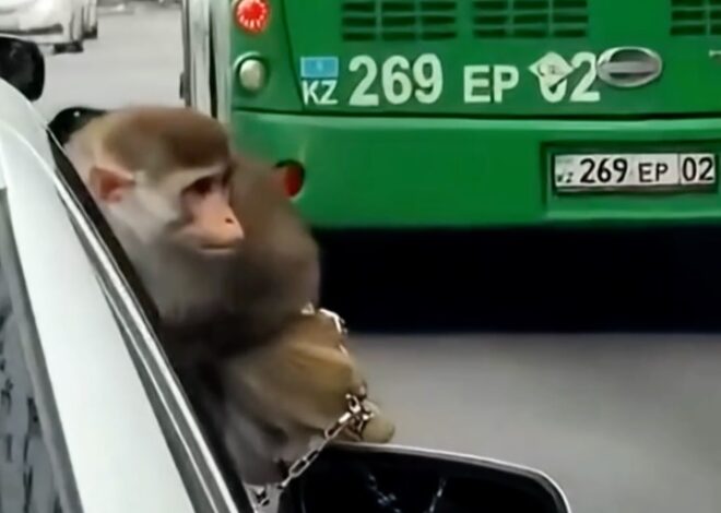 Добрый день, можете пожалуйста, выложить этот «цирк на колёсах»! Надеюсь у них можно забрать животное, чтобы они не подв…