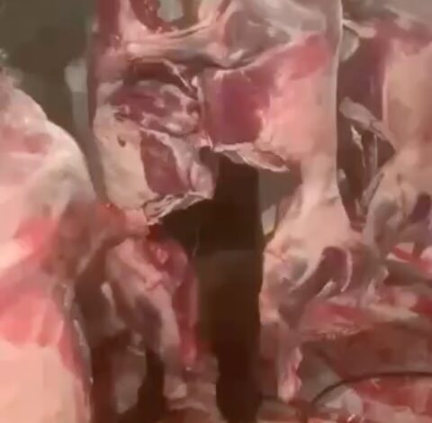 Туши сайгаков разделывают в степи в антисанитарных условиях Ролики, в котором несколько мужчин разделывают туши сайгаков…