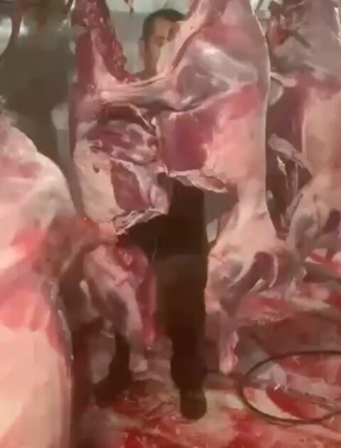 Туши сайгаков разделывают в степи в антисанитарных условиях Ролики, в котором несколько мужчин разделывают туши сайгаков…