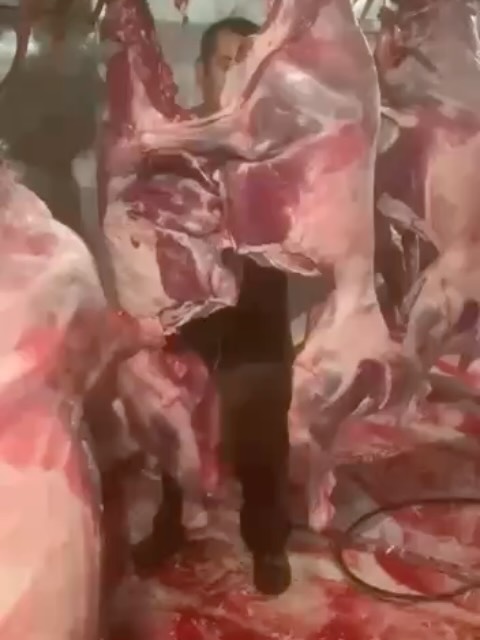 Туши сайгаков разделывают в степи в антисанитарных условиях Ролики, в котором несколько мужчин разделывают туши сайгаков…