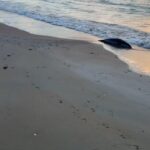 Жуткая находка: 112 мёртвых тюленей обнаружили на берегу Каспия Их тушки лежали вдоль береговой линии Тупкараганского ра…