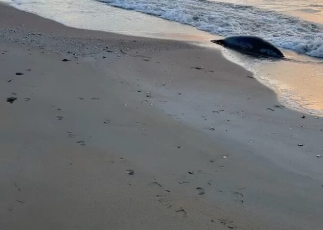 Жуткая находка: 112 мёртвых тюленей обнаружили на берегу Каспия Их тушки лежали вдоль береговой линии Тупкараганского ра…