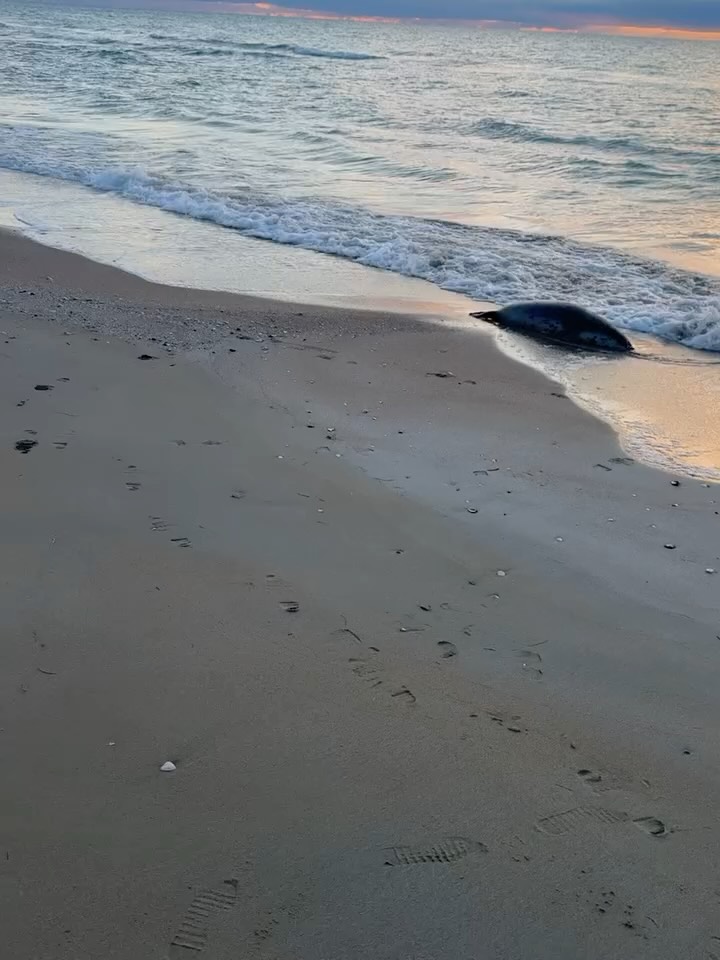 Жуткая находка: 112 мёртвых тюленей обнаружили на берегу Каспия Их тушки лежали вдоль береговой линии Тупкараганского ра…