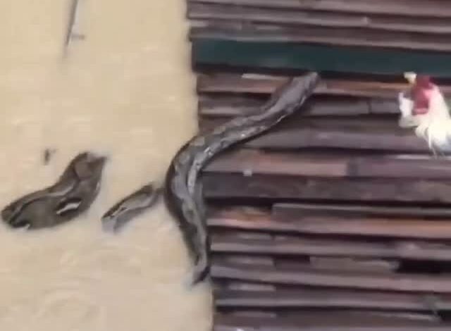 На Филиппинах змеи «чувствуют себя хозяевами» в затопленном квартале Мэриленд в городе Талисай.