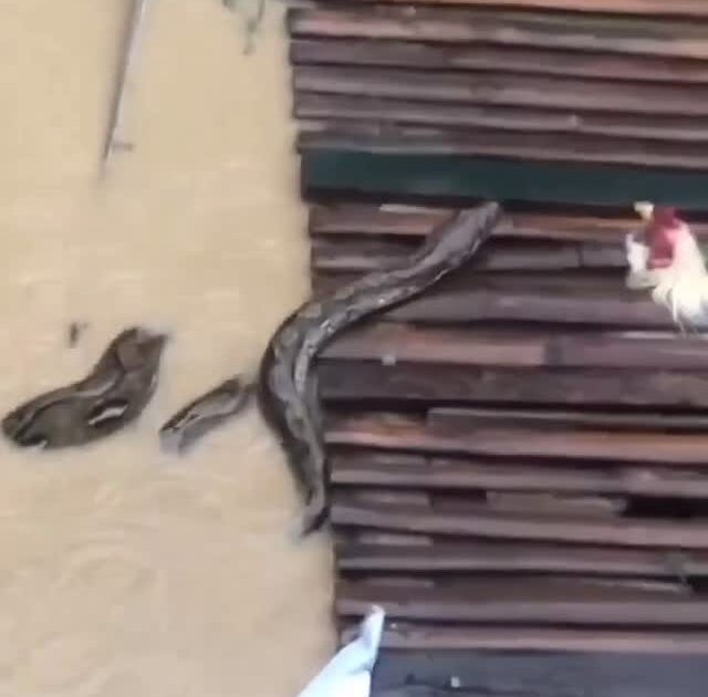 На Филиппинах змеи «чувствуют себя хозяевами» в затопленном квартале Мэриленд в городе Талисай.