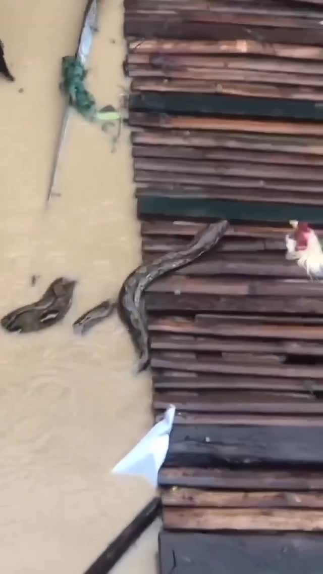 На Филиппинах змеи «чувствуют себя хозяевами» в затопленном квартале Мэриленд в городе Талисай.